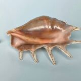Large pink shell - Large Lambis - Strombidae - Lambis Truncata with 7 digitizations