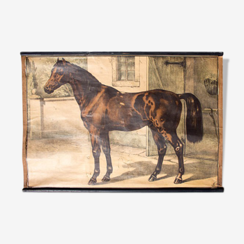 Poster "horse" lithograph Karl Jansky Böhmen 1897