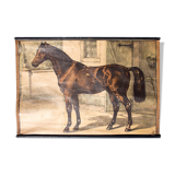 Affiche "cheval" lithographie Karl Jansky Böhmen 1897