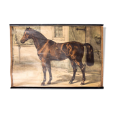 Affiche "cheval" lithographie Karl Jansky Böhmen 1897