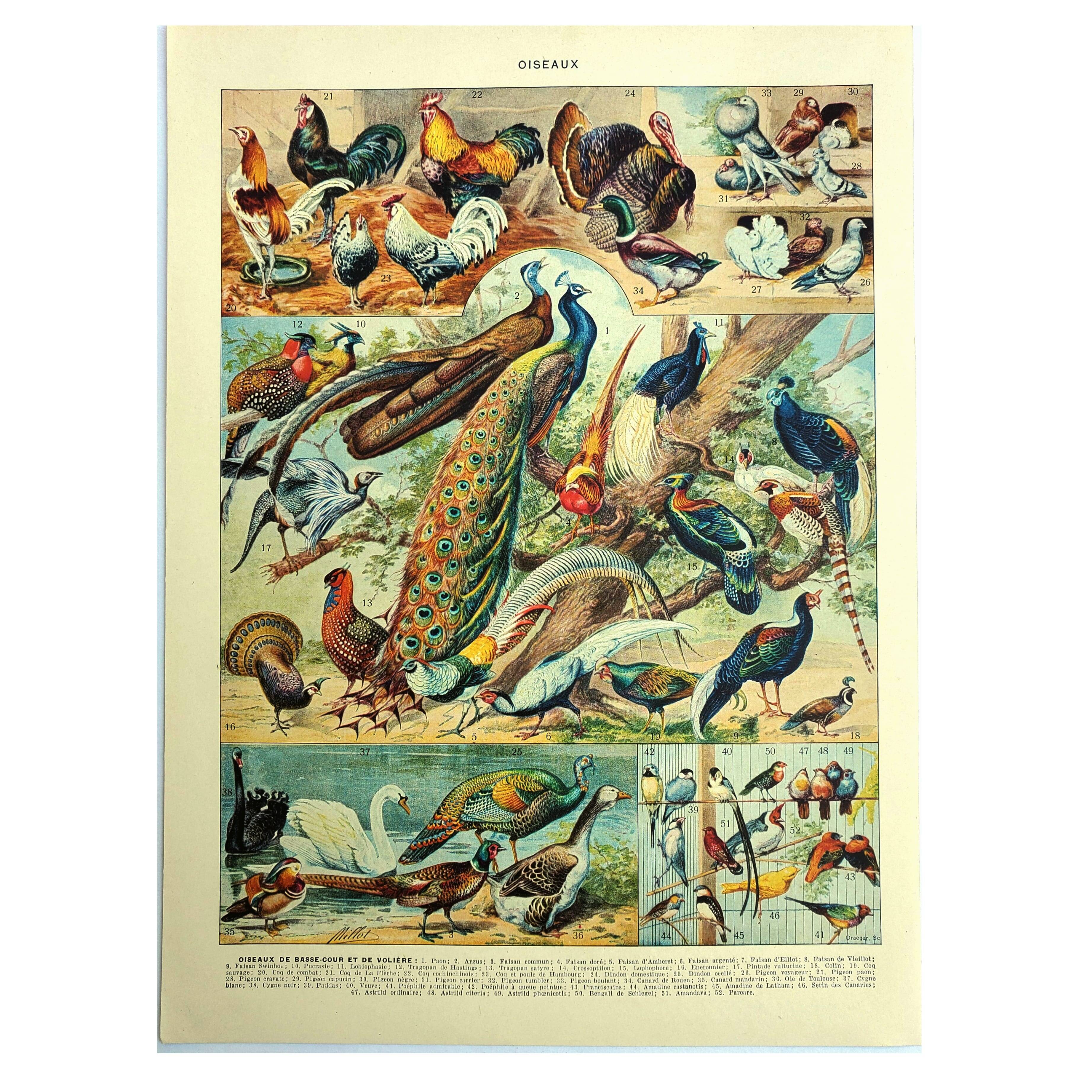 Old lithograph 1928 A. Millot - Birds 3, ornithology, birds