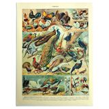 Lithographie ancienne 1928 A. Millot - Oiseaux 3, ornithologie, volatiles