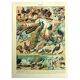 Old lithograph 1928 A. Millot - Birds 3, ornithology, birds