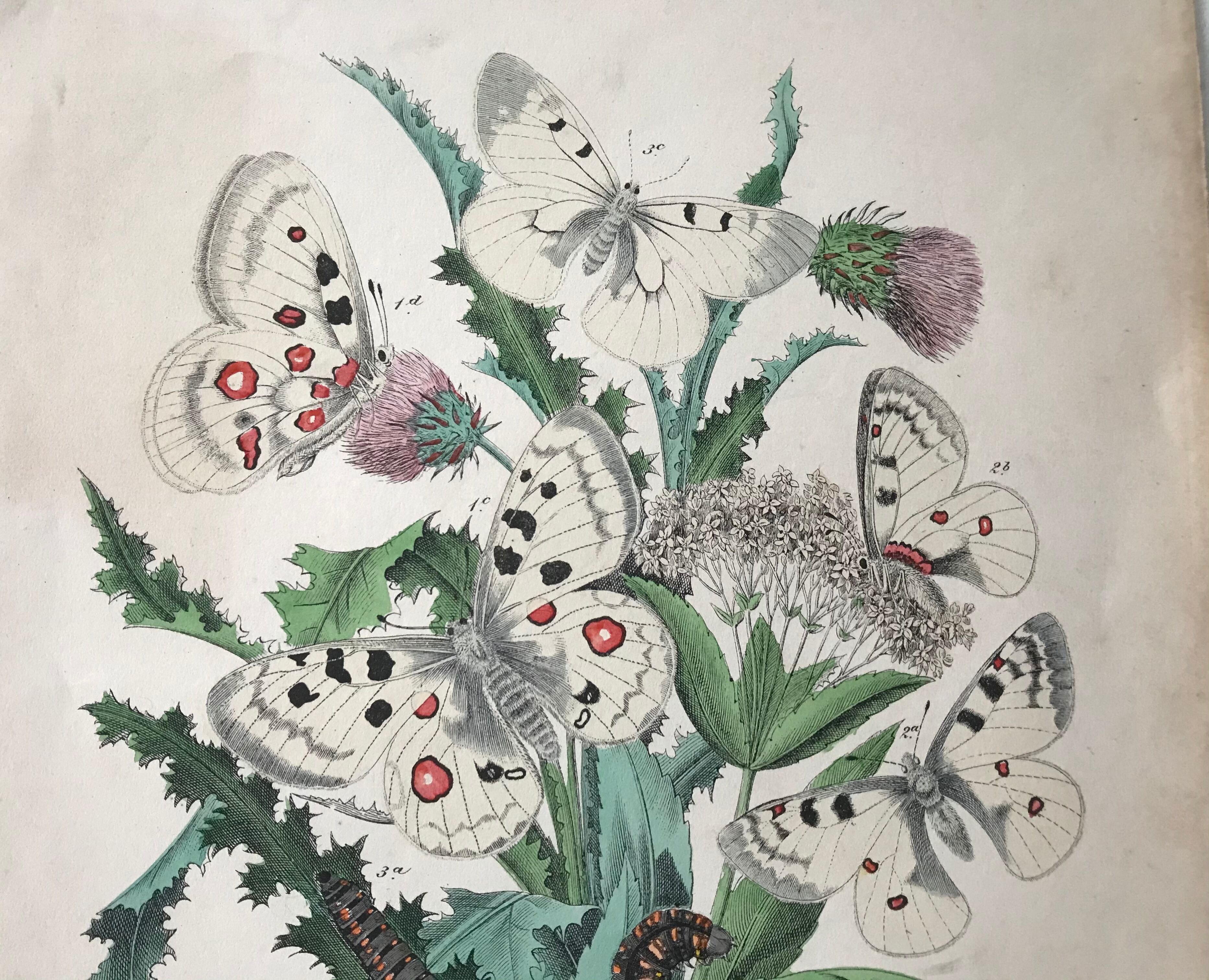 Botanical posters and butterflies 1876