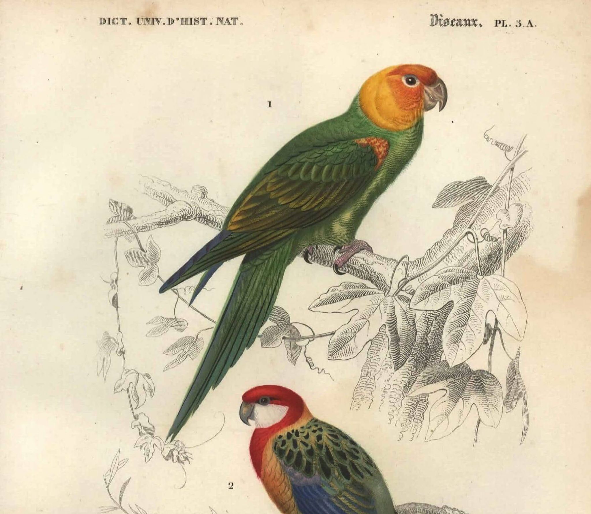 Gravure de 1849 - Perruche à Tête Jaune par E. Travies - planche oiseaux
