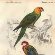 Gravure de 1849 - Perruche à Tête Jaune par E. Travies - planche oiseaux