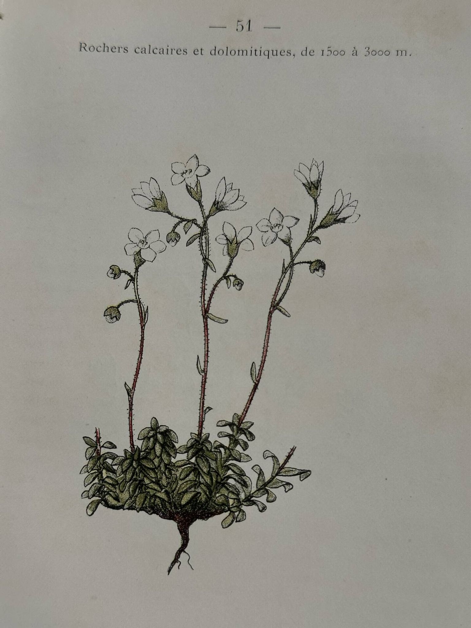 Retro botanical plate 1890 flower and plant of France double-sided