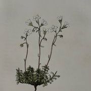 Retro botanical plate 1890 flower and plant of France double-sided