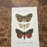 Old botanical board double-sided naturalist butterfly engraving
