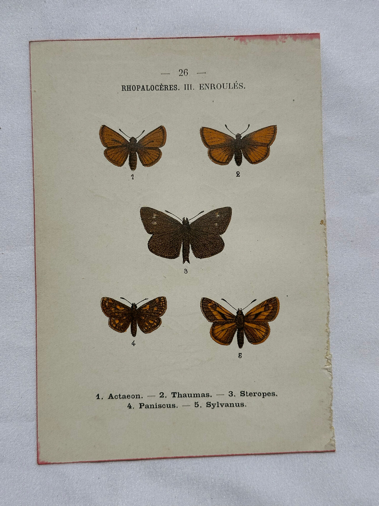 Botanical engraving double-sided butterflies naturalist plate etching