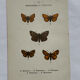 Botanical engraving double-sided butterflies naturalist plate etching