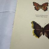 Antique butterfly etching 1900 art deco vintage botanical plate