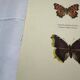 Gravure ancienne papillon eau forte 1900 Art Déco