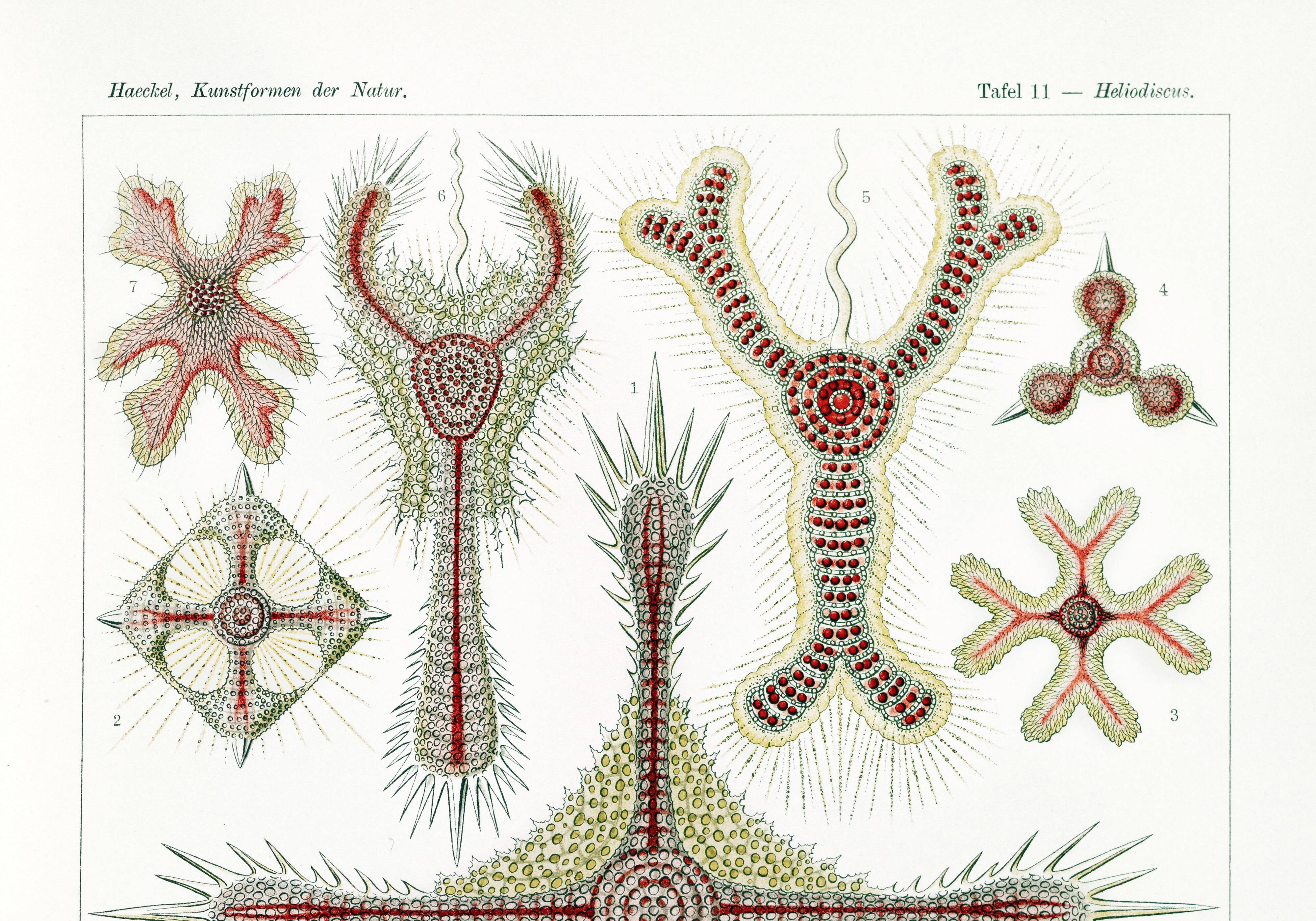 Poster about microscopic marine organisms, based on a lithograph