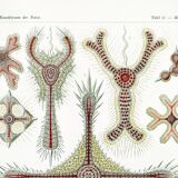 Poster about microscopic marine organisms, based on a lithograph