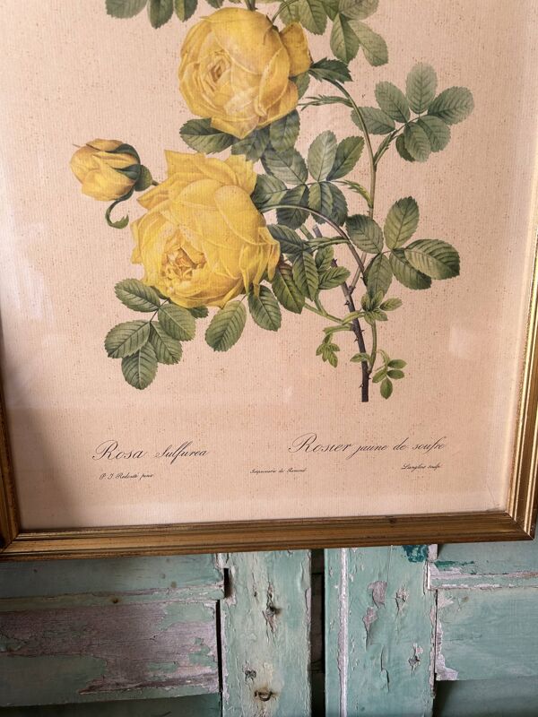 3 gravures botaniques ''Roses'' anciennes d’après Redouté, réédition
