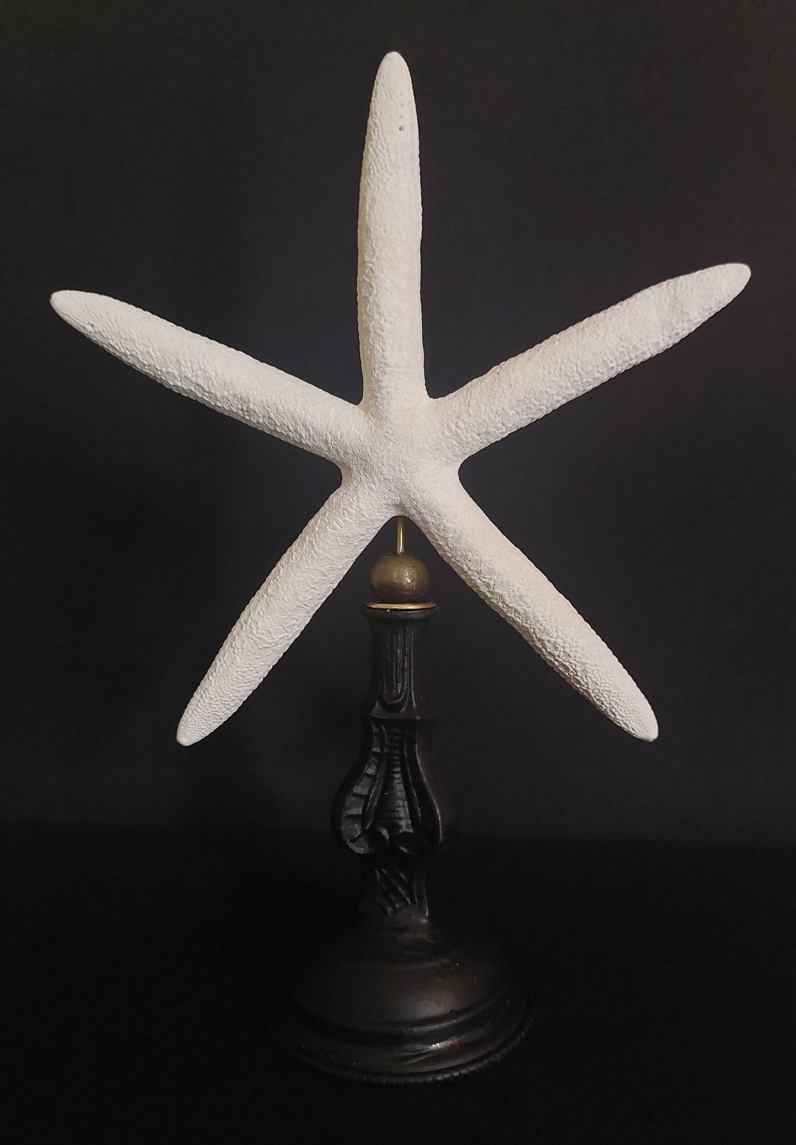Cabinet of Curiosities white starfish Linckia laevigata on base