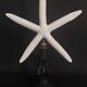 Cabinet of Curiosities white starfish Linckia laevigata on base