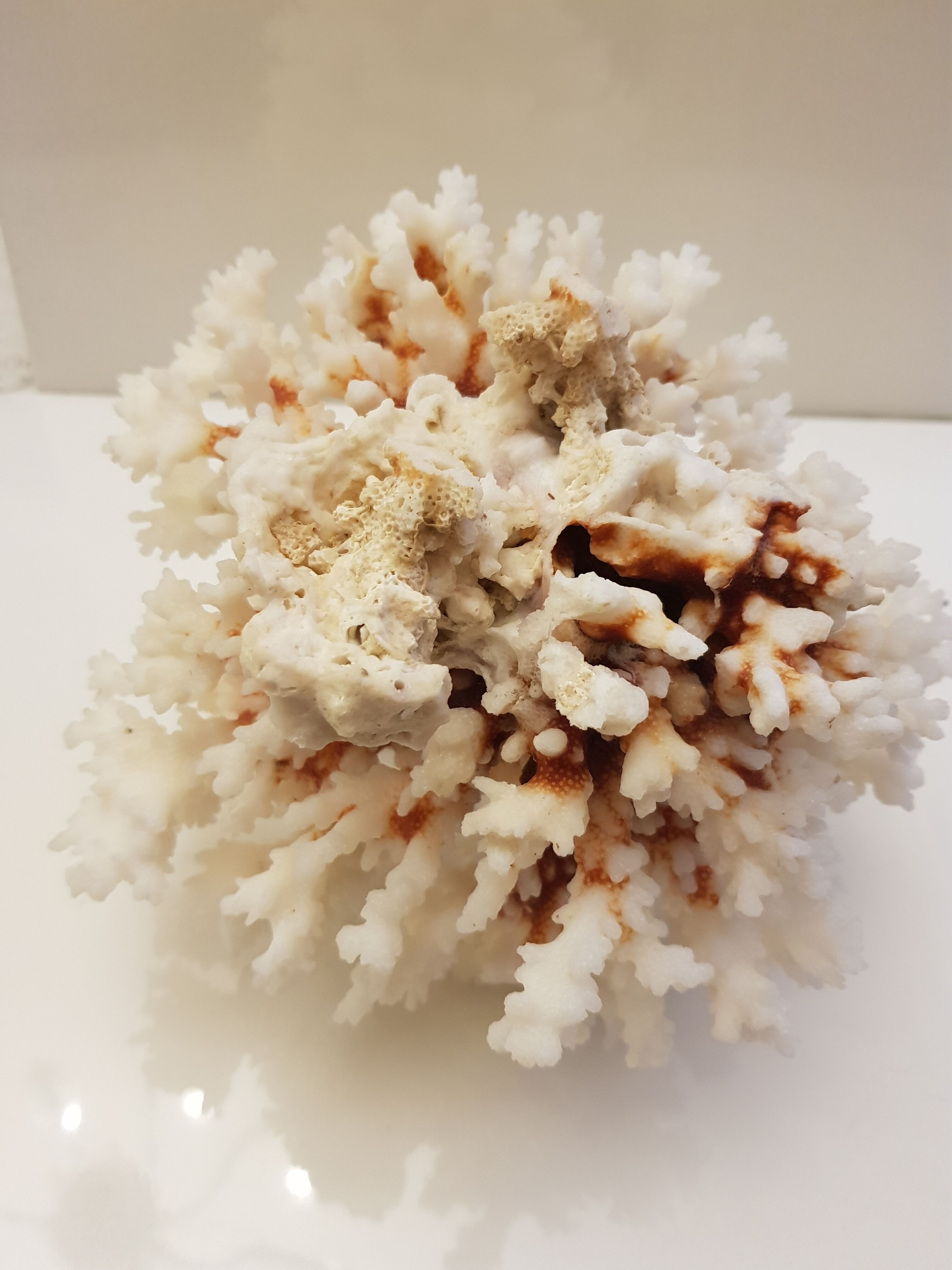 Coral 24 cm x 17
