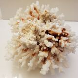 Coral 24 cm x 17