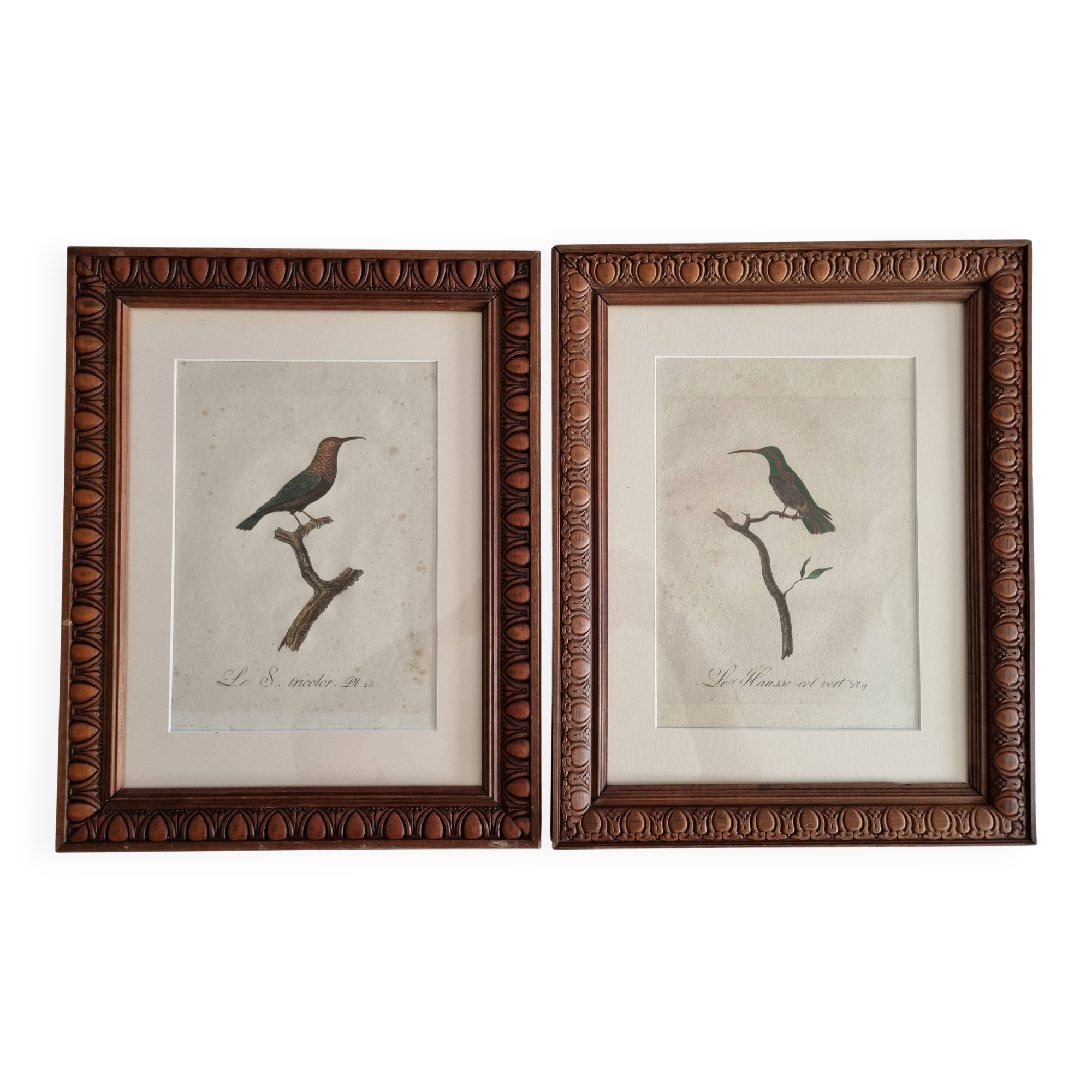 Ornithological engravings Audebert & Vieillot 1802 framed 50x40 cm