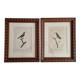 Ornithological engravings Audebert & Vieillot 1802 framed 50x40 cm