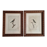Gravures ornithologiques Audebert & Vieillot 1802 encadrées 50x40 cm
