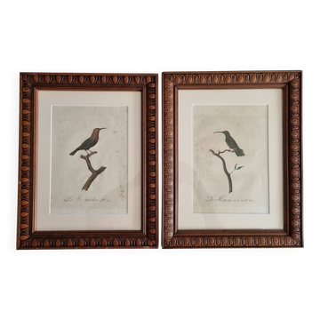 Ornithological engravings Audebert & Vieillot 1802 framed 50x40 cm