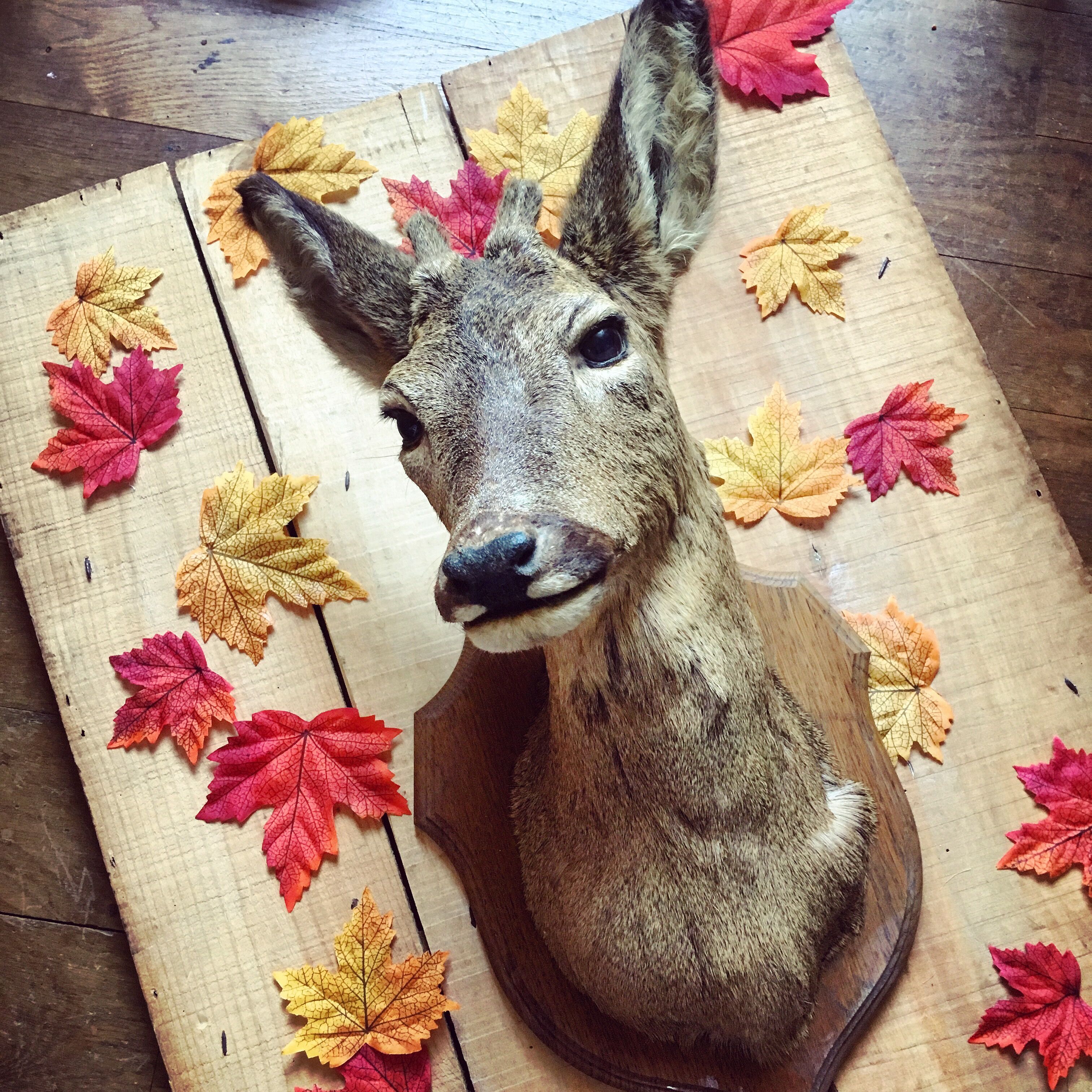 Taxidermy. Young deer. Hunting trophy. 1960's. Decoration cottage, cabin, country house. Curiosity cabinet