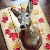 Taxidermy. Young deer. Hunting trophy. 1960's. Decoration cottage, cabin, country house. Curiosity cabinet