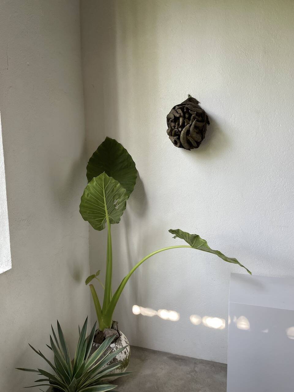 Bété Nyabwa mask Ivory Coast