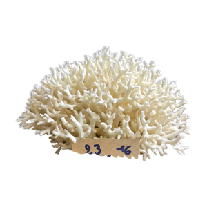 corail nid