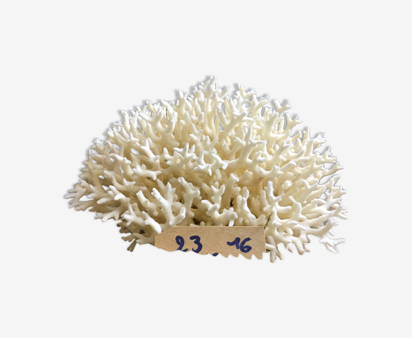 Coral nest