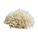 Coral nest