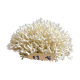 Corail nid
