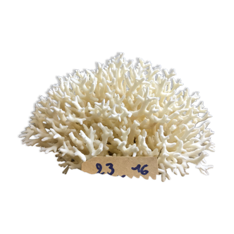 Coral nest