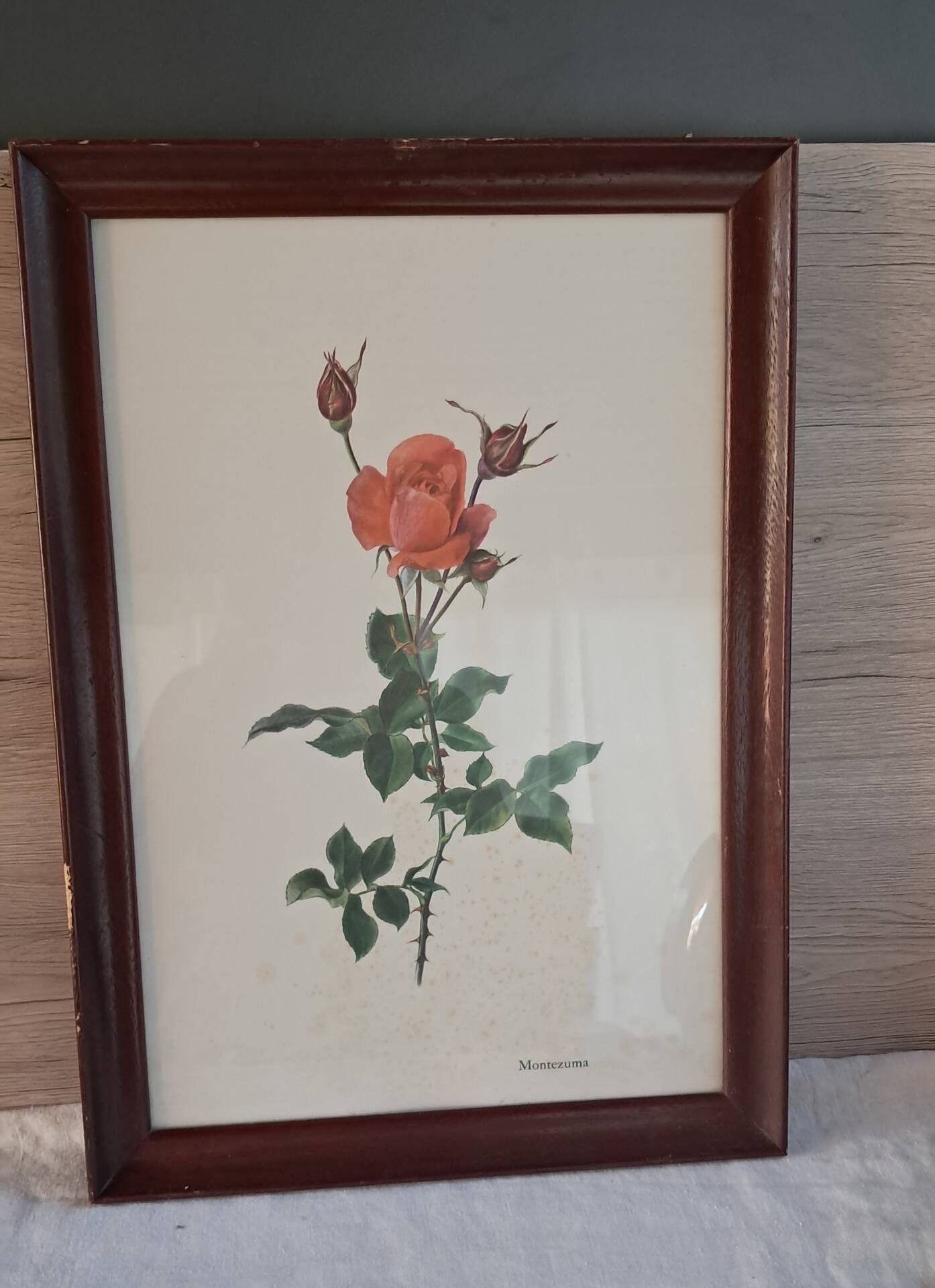 Framed botanical print — Montezuma Rose by Lotte Günthart, 1976