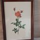 Framed botanical print — Montezuma Rose by Lotte Günthart, 1976