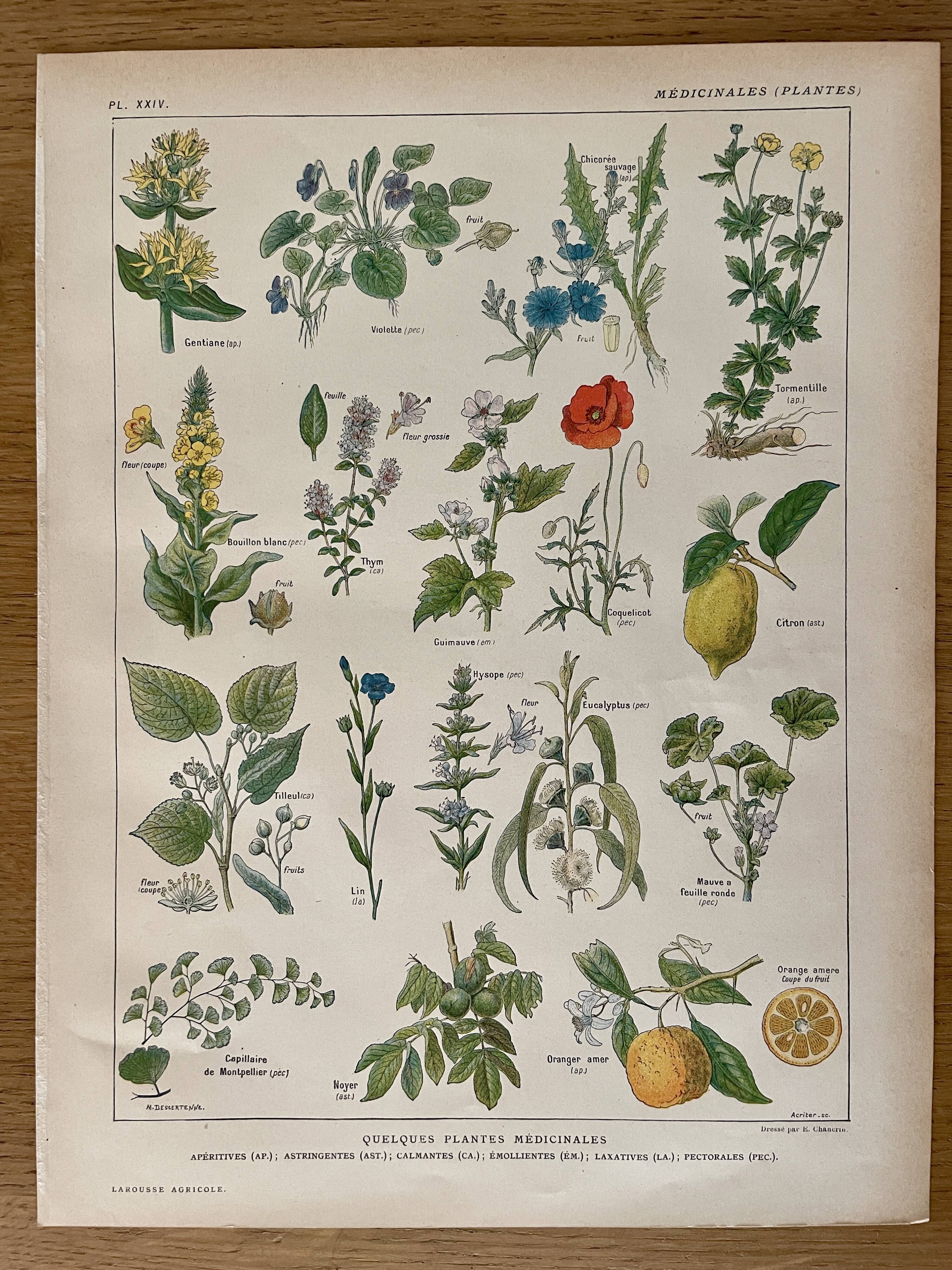 Lithographie plantes médicinales (XXIV) - 1920