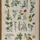 Lithographie plantes médicinales (XXIV) - 1920