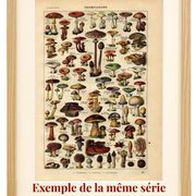 Gravure ancienne 1923 - Légumes et plantes potagères par A. Millot - nature