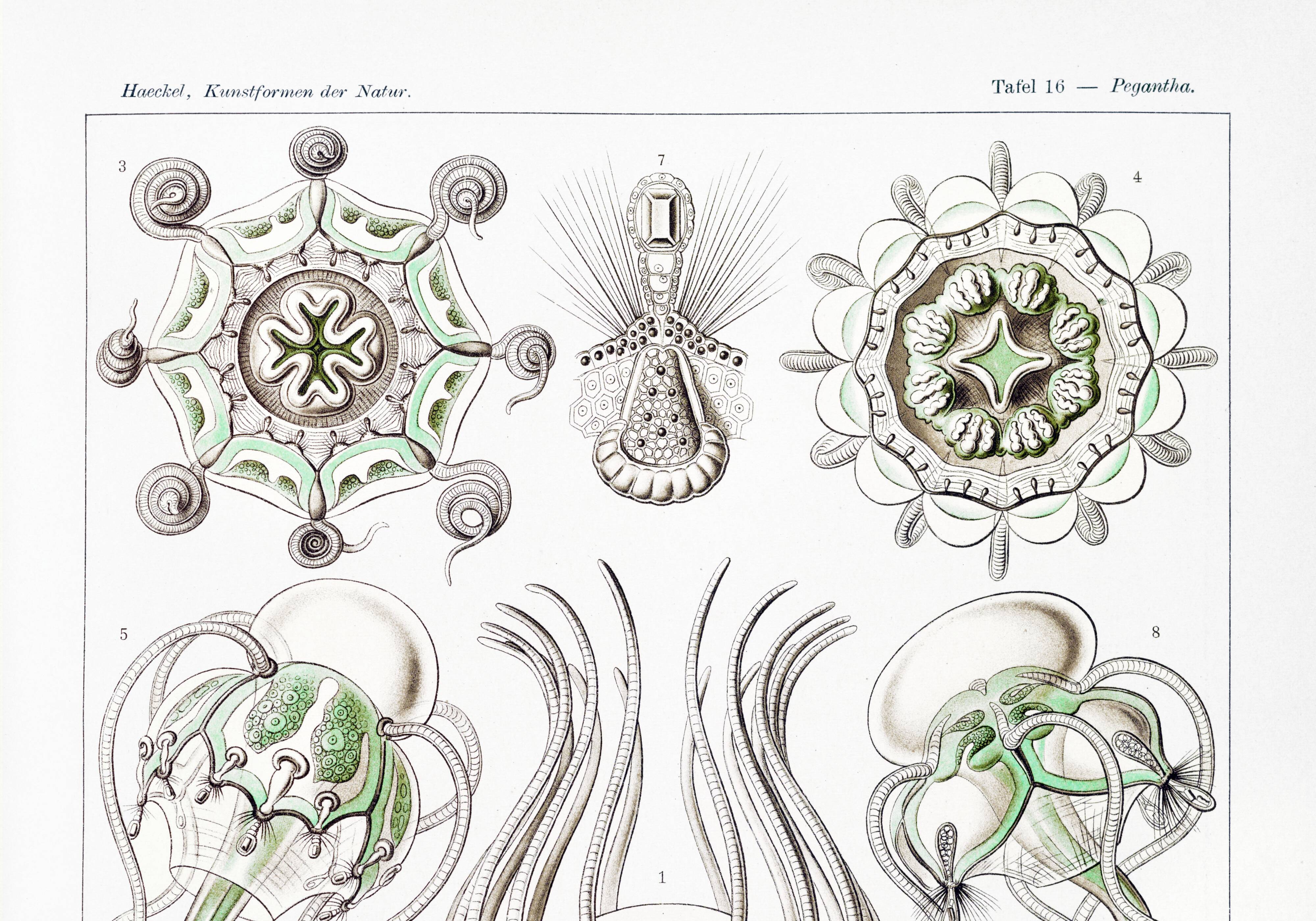 Poster on crowned jellyfish, based on an old lithograph from 19.