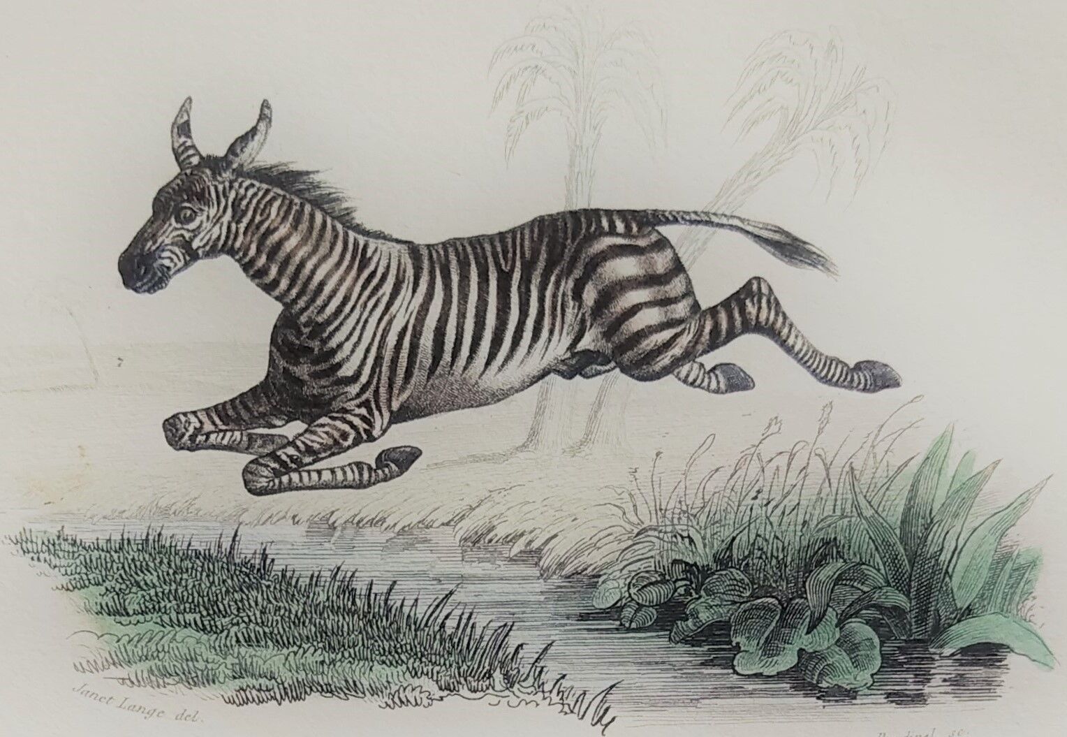 Original zoological plank "Zebra and Mulet" Buffon 1840