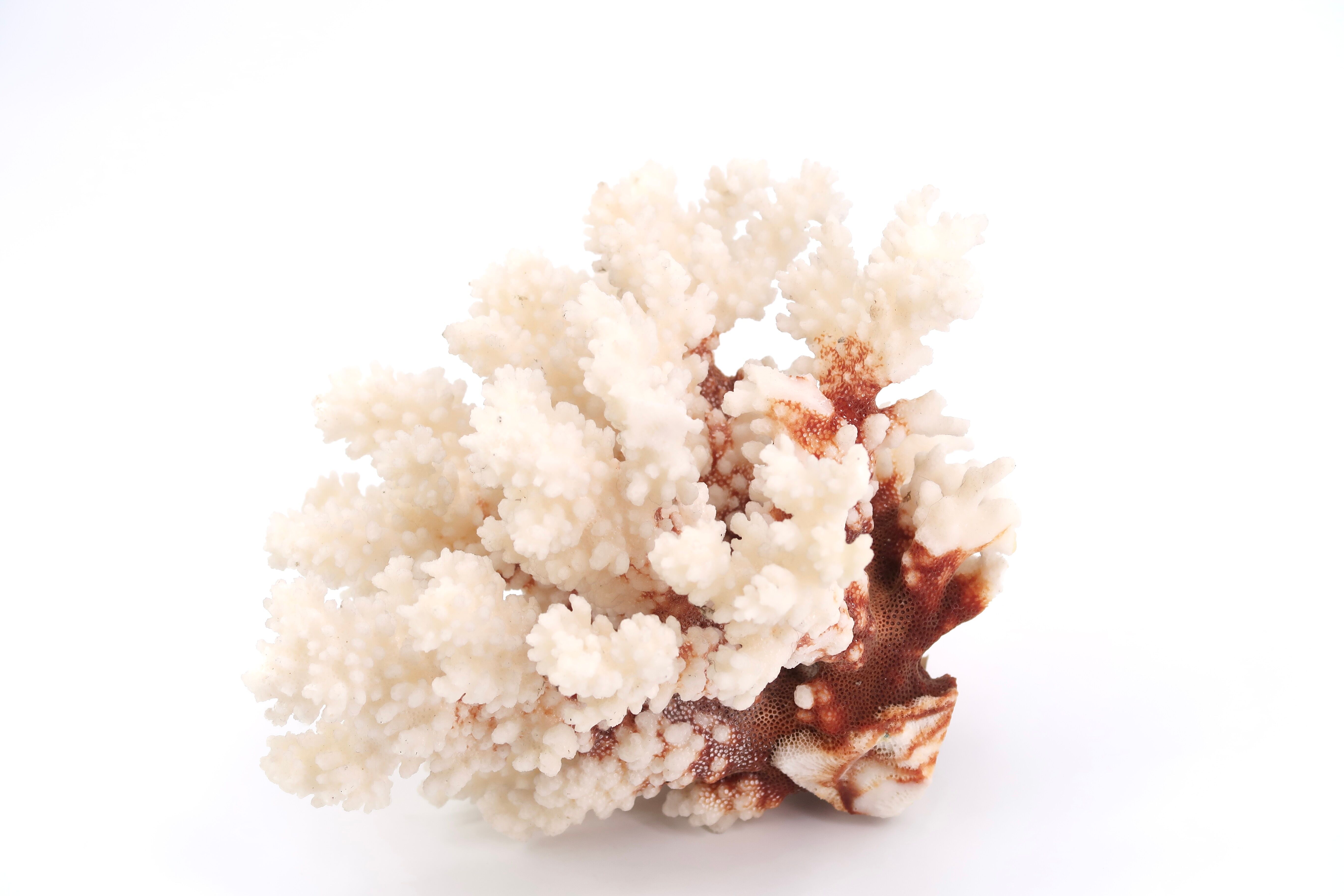 White coral, 70s