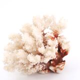 White coral, 70s
