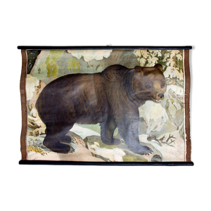 Affiche Ours