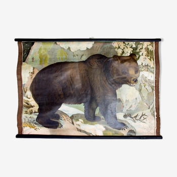 Poster "Bear" educational rack 1891