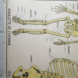 School poster Nightingale No. 10 the skeleton # 9 excretion