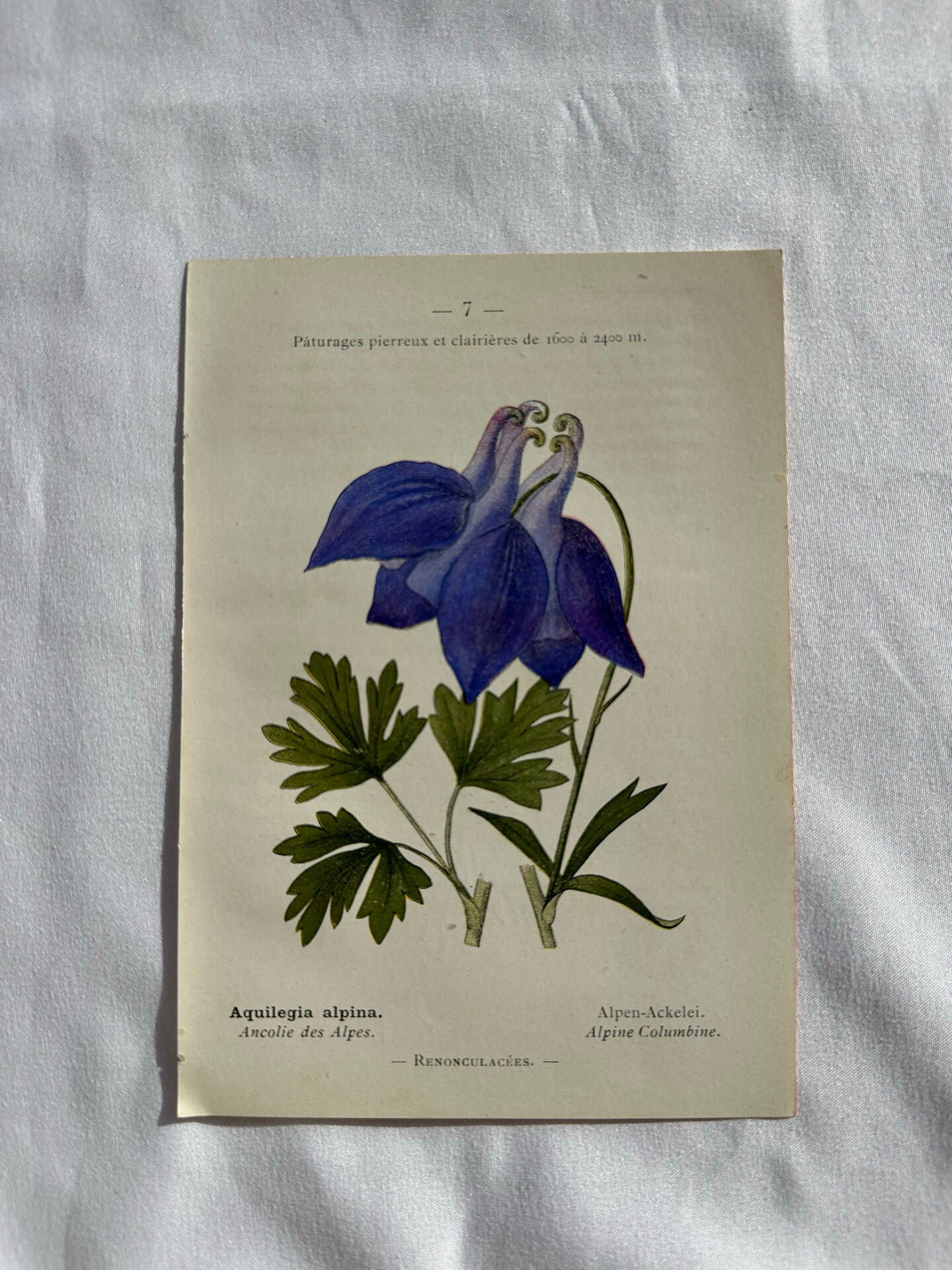 Naturalist Plate – 19th Century Botanical Engraving, Double-Sided