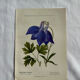 Naturalist Plate – 19th Century Botanical Engraving, Double-Sided